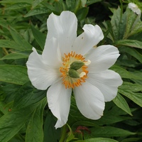 Paeonia 'Late Windflower'